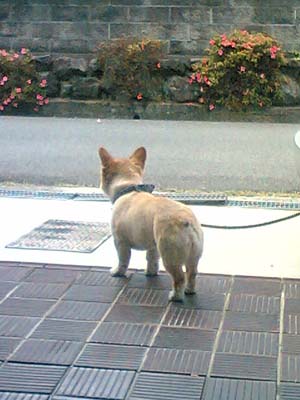 散歩、まだぁ???