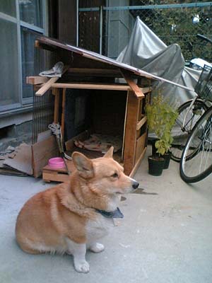 俺小屋、半完成!