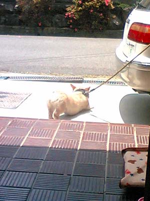 う〜ん、お腹いたぁ〜い。