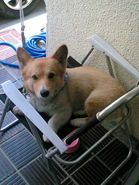 世話のかかる犬だぜ。俺ってさ。