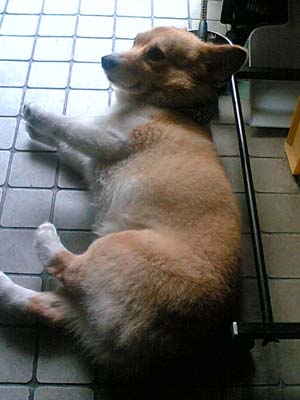半生タイプのドッグフードは、ちと苦手ですの。ほほほ。
