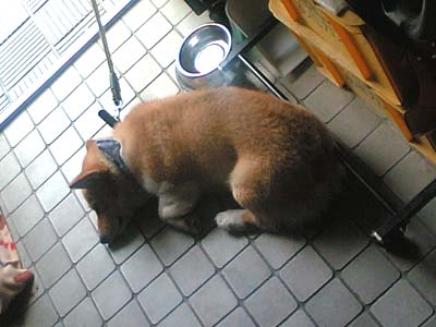 ぐれてやるぅ、すねてやるぅー。タイルさん、ちべたぁーい。