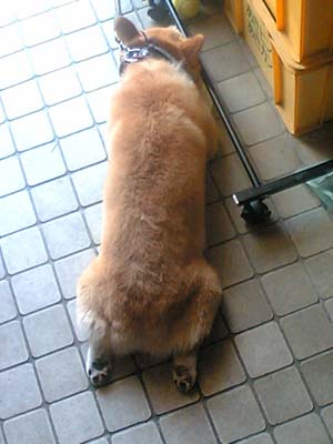 りんたろうの開き。水シャワー後のくつろぎのひととき。