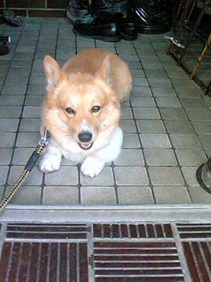 夏い熱より、秋がええね。秋味ちょぉーだいっ!