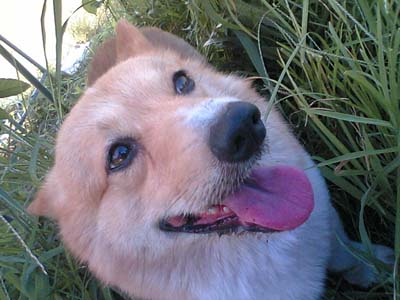 草むらから、にゅぅ〜っと。「まいど!りんたろです!」