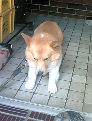 日中は、ひなたぼっこがエエですなぁ。